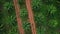 AERIAL. Top view directly above a asian female farmer in the hat monitoring his farm with a tablet. Palms farm in