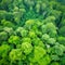 Aerial top view forest tree, healthy environment concept and background, green tree forest view from above,