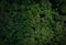 Aerial top view of green trees in forest. Drone view of dense green tree captures CO2. Green tree nature background for carbon