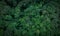 Aerial top view of green trees in forest. Drone view of dense green tree captures CO2. Green tree nature background for carbon