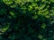 Aerial top view of green trees in forest. Drone view of dense green tree captures CO2. Green tree nature background for carbon