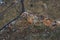 Aerial top view of a large pile of garbage. Pile of garbage on an illegal elemental garbage dump or on landfill, Many household