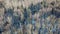 Aerial top view of leafless trees with bare trunks in forest.