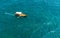 Aerial top view of luzzu - traditional wooden colorful fishing boat in Valletta Grand Harbor, Malta, with turquoise sea