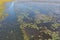 Aerial top view of pink lotus flowers in pond, sea or lake in national park in Thale Noi, Songkhla, Thailand