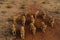 A aerial top view of pride of lions walking through the savanna grasslands. Generative AI