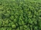 Aerial top view of rubber forest. Drone view of dense green rubber trees garden capture CO2. Green trees background for carbon