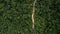 Aerial top view rural road in the forest, dirt road or mud road and rain forest, Aerial view road in nature, Ecosystem and healthy
