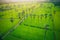 Aerial top view of sugar palm tree and green paddy rice plantation field at sunrise