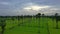 Aerial top view of sugar palm tree and green paddy rice plantation field at sunrise