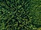 Aerial top view of summer green trees in forest in rural Finland.