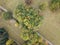 Aerial top view of summer park landscape with green trees, lawns and footpath.  Nature background concept