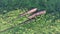 Aerial top view of three whales rock in Bueng Kan. Aerial shot of three rock whales in Bueng Kan, Thailand