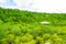 Aerial top view tree and river, mangrove forest,