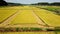 Aerial tracking shot of rice harvest