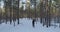 Aerial tracking of walking teen girl in winter pine forest in daytime