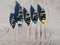 Aerial of a traditional fisher boats on a sand beach. Ukraine, Azov sea