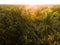 Aerial tropical view of coconut palm trees in summer season