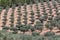 Aerial typical landscape of the highlands in the north of Portugal, levels for agriculture of olive tree groves