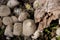 Aerial Vew of Mushroom Family Next to Decaying Log