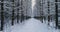 Aerial video beautiful forest landscape in winter, alley of snowing trees. Camera moving backward.