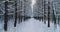 Aerial video beautiful forest landscape in winter, alley of snowing trees. Camera moving backward.