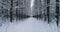 Aerial video beautiful forest landscape in winter, alley of snowing trees. Camera moving quick.