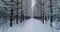 Aerial video beautiful forest landscape in winter, alley of snowing trees. Slow motion.