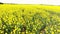 Aerial video clip flying across field of oilseed yellow flowers