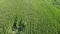 Aerial Video Of A Cornfield