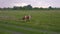 Aerial video filming from a drone. Cows walk on a green meadow. Pasture for cattle. Green grass. Agriculture. Farm.