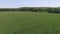 Aerial Video Flying over Cornfield