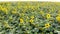 Aerial video footage of sunflowers field