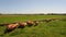 Aerial video of group of cows running in a grassy meadow in the Netherlands