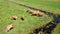 Aerial video of group of cows running in a grassy meadow in the NetherlandsAerial video circling around group of curious cows in m