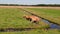 Aerial video of group of cows running in a grassy meadow in the NetherlandsAerial video circling around group of curious cows in m