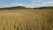 Aerial video of a lake with reed at low altitude.