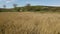 Aerial video of a lake with reed at low altitude.