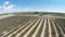 Aerial video Provence - lavender field in the Valensole ,France