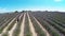 Aerial video Provence - lavender field in the Valensole ,France