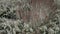 aerial video, vertical panorama of a snow-covered winter forest with mixed trees