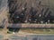 Aerial view of aberdeen angus cattle on confinement