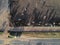 Aerial view of aberdeen angus cattle on confinement with tractor