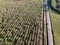 Aerial view above road and blossoming apple tree orchard