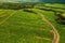 Aerial view from above of a road passing through tea plantations on the island of Mauritius, Mauritius