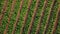 Aerial view above tobacco field landscape