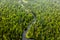 Aerial view of an abundance of varieties of tree and other vegetation blooming on the river on the taiga in summer