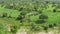 Aerial view of African elephants