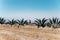 Aerial view of an agave plantation and two volcanoes