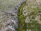 Aerial view of the Aggitis canyon in Greece offers a breathtaking aerial view of the winding river, steep cliffs, and lush